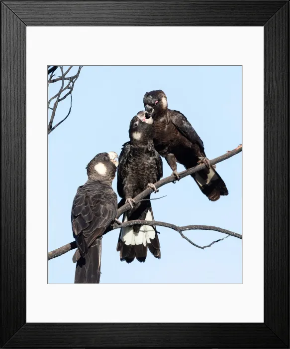 Framed Print : Feeding time Framed Print : Feeding time