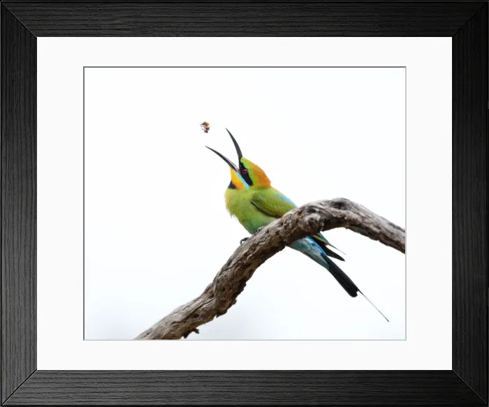 Framed Print : Rainbow Bee-eater