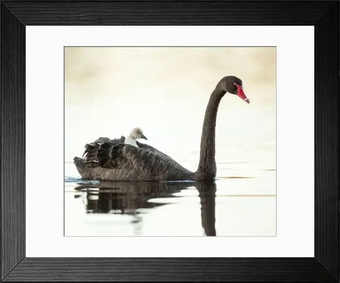 Framed Print : Mothers Taxi Framed Print : Mothers Taxi