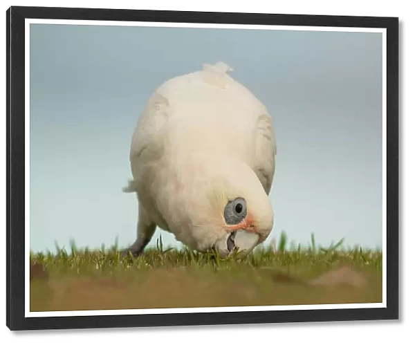 Cockatoo eating grass seeds
