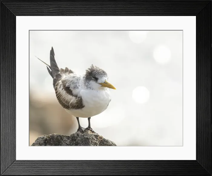 Framed Print : Crested Tern Framed Print : Crested Tern