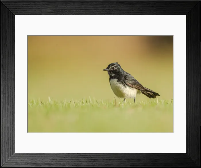 Framed Print : Willie Wagtail