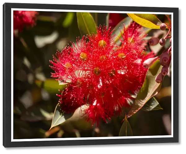 Close up of Red Corymbia ficifolia (formerly Eucalyptus), Red Flowering Gum flower head