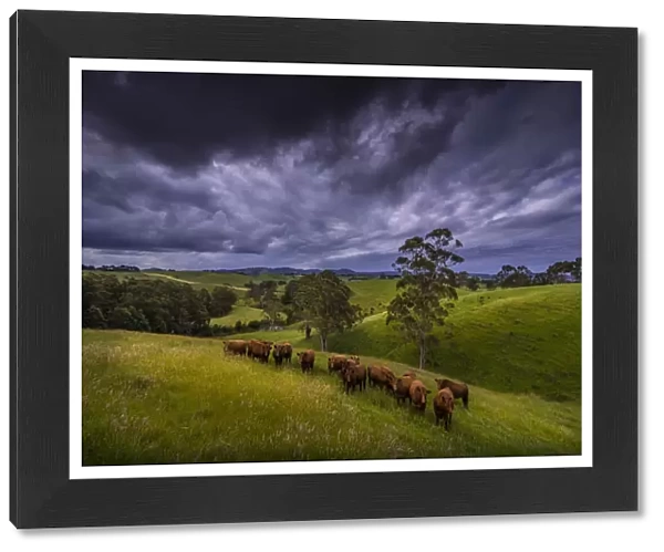 Toora hill farmland, South Gippsland, Victoria, Australia