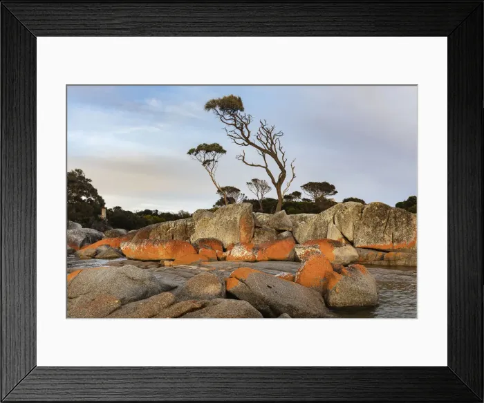 Framed Print : Eucalyptus Trees on a Granite Headland