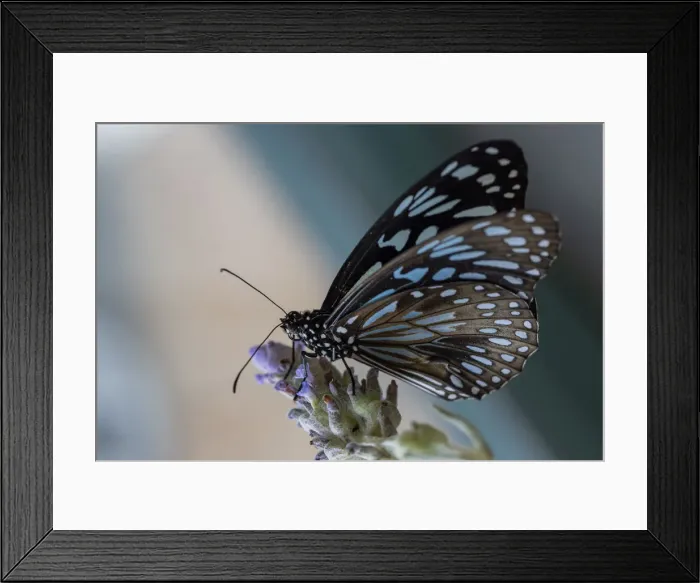 Framed Print : Blue Tiger butterfly Framed Print : Blue Tiger butterfly