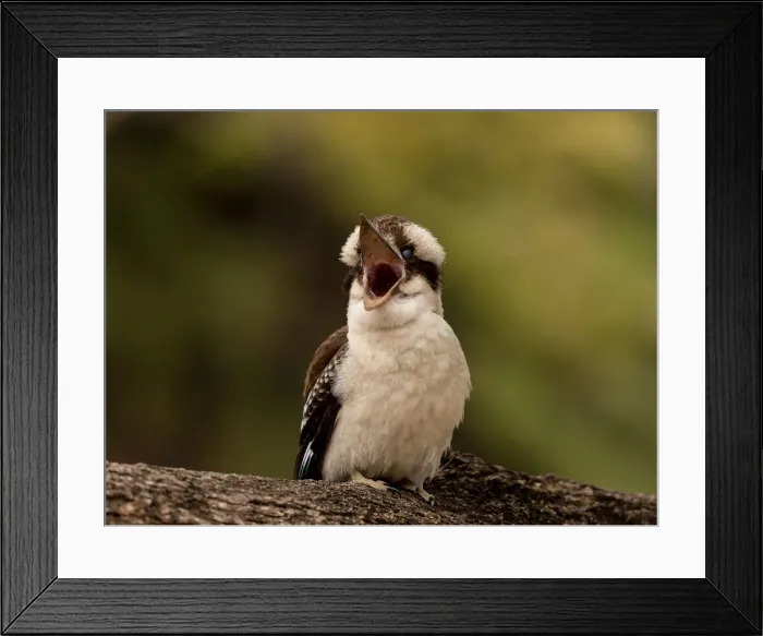 Framed Print : Mum... I am hungry! A Juvenile Kookaburra is calling for its Mother