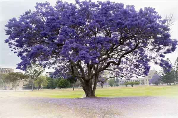 Jacaranda tree in full bloom