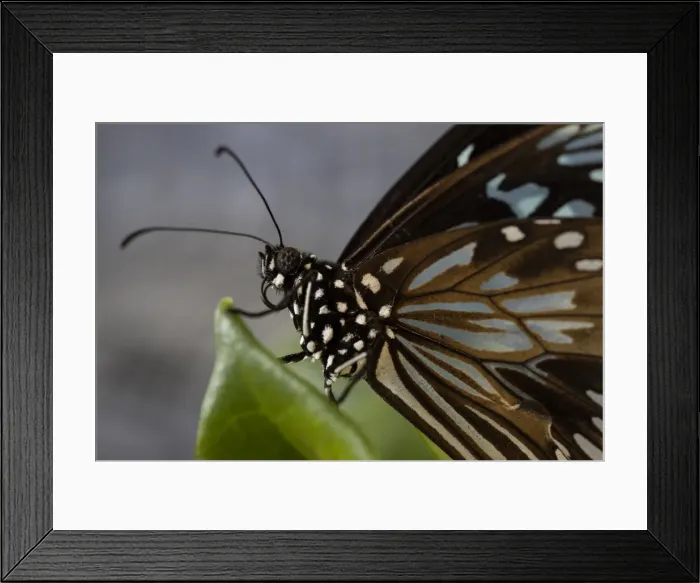Framed Print : Blue Tiger butterfly Framed Print : Blue Tiger butterfly
