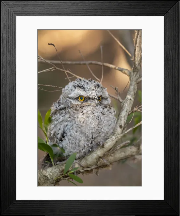 Framed Print : Closeup of a Juvenile Tawny Frogmouth owl Framed Print : Closeup of a Juvenile Tawny Frogmouth owl