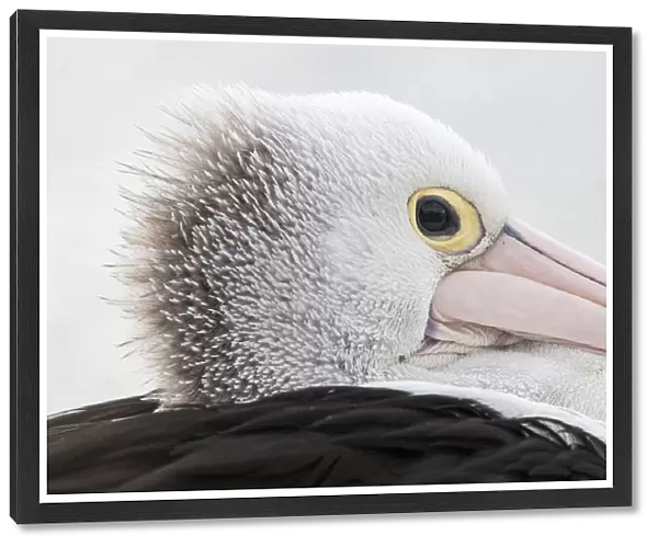 A side profile of an Australian pelican