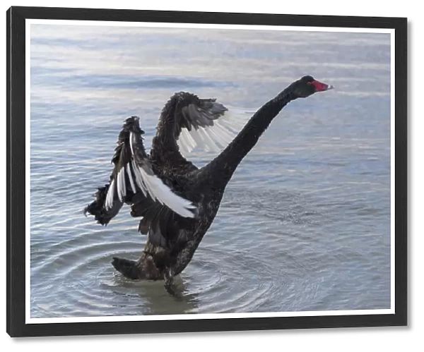 A Black Swan at the beach