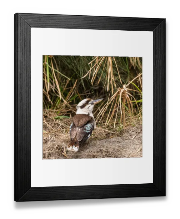 Framed Print : Are you looking at me? Juvenile Kookaburra looking like he may be up to mischief in South Framed Print : Are you looking at me? Juvenile Kookaburra looking like he may be up to mischief in South