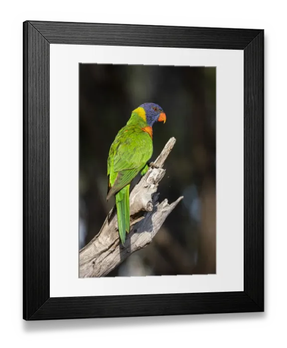 Framed Print : Rainbow Lorikeet sitting on a branch