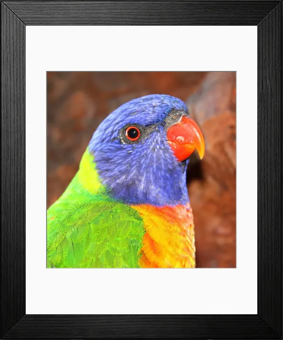 Framed Print : Rainbow Lorikeet