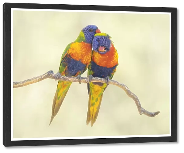 A pair of rainbow lorikeets (Trichoglossus moluccanus) grooming each other while perched