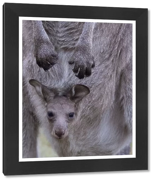 Close-Up of a baby kangaroo