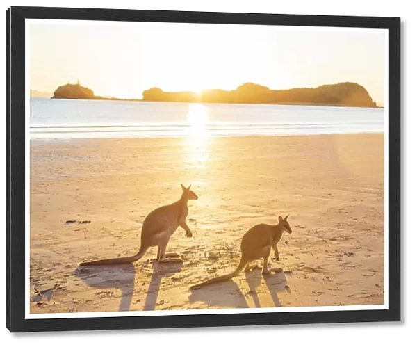 Two Wild Australian Kangaroo ( rock wallaby) on the beach at sunrise
