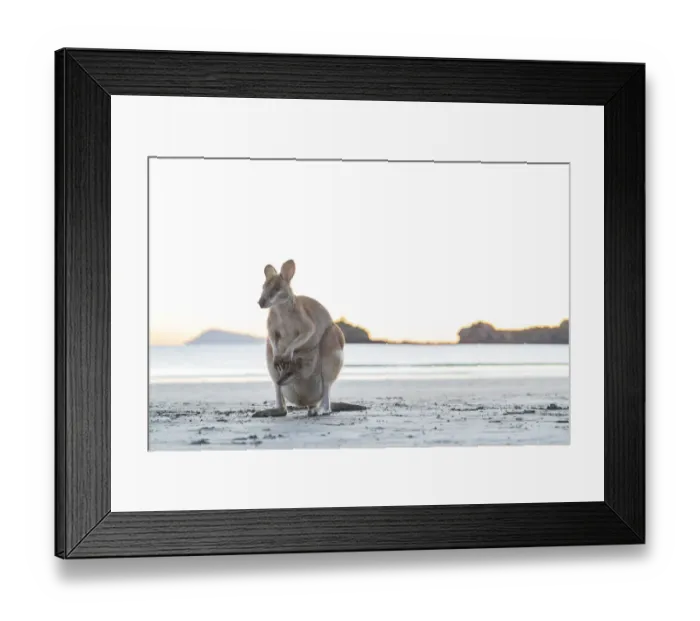 Framed Print : Single Wild Australian Kangaroo ( rock wallaby) with a baby in its pouch on the beach Framed Print : Single Wild Australian Kangaroo ( rock wallaby) with a baby in its pouch on the beach