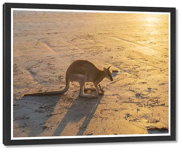 Single Wild Australian Kangaroo ( rock wallaby) on the beach at sunrise