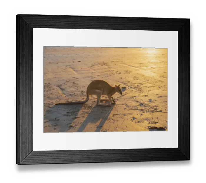 Framed Print : Single Wild Australian Kangaroo ( rock wallaby) on the beach at sunrise Framed Print : Single Wild Australian Kangaroo ( rock wallaby) on the beach at sunrise