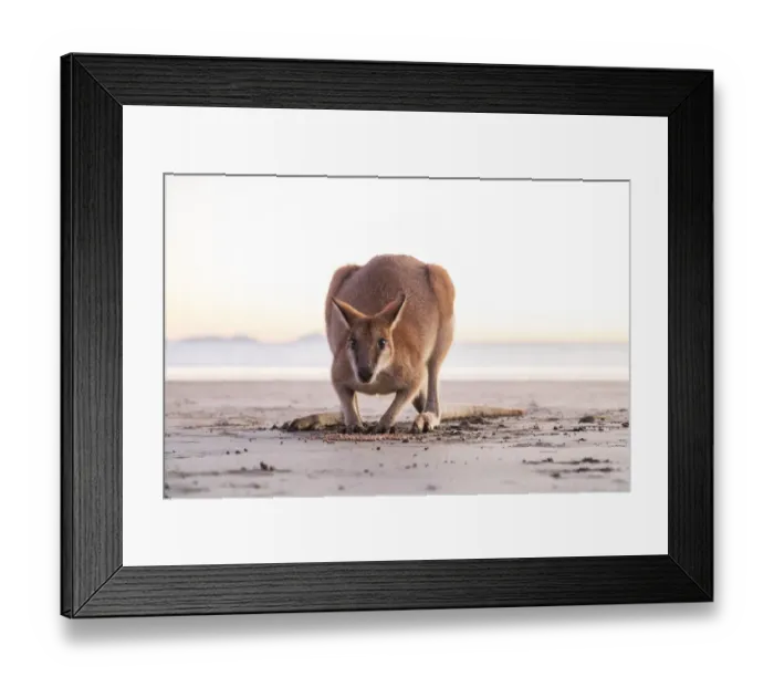 Framed Print : close up of a Single Wild Australian Kangaroo ( rock wallaby)