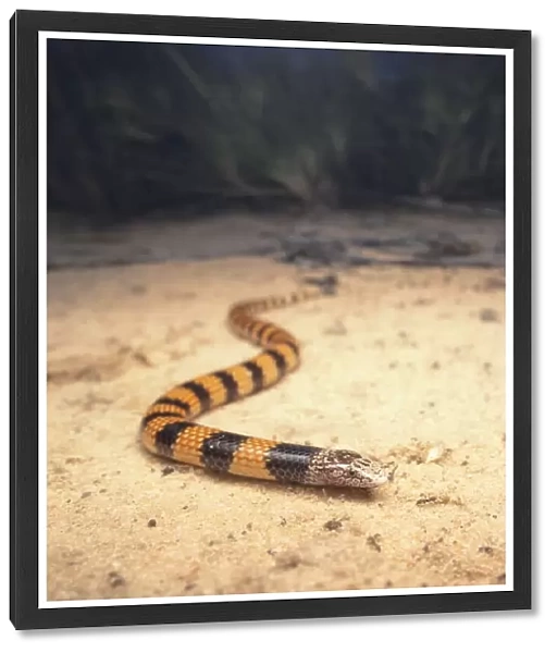 Portrait of a wild Jans banded snake (Simoselaps bertholdi) at night on sand with spinifex background