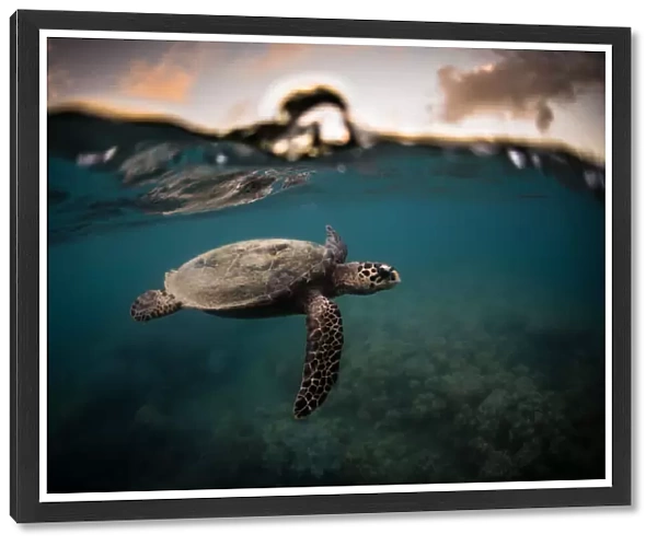 A hawksbill sea turtle at sunset