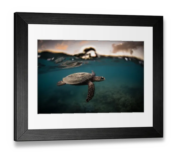 Framed Print : A hawksbill sea turtle at sunset