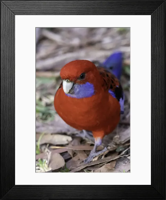 Framed Print : Crimson rosella on the ground, Booderee National Park, Jervis Bay, Australia Framed Print : Crimson rosella on the ground, Booderee National Park, Jervis Bay, Australia