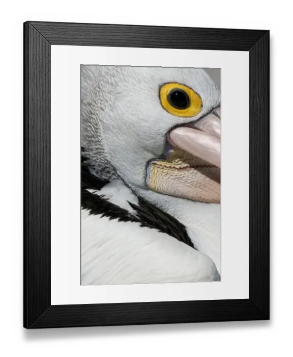 Framed Print : Australian Pelican (Pelecanus conspicillatus) Framed Print : Australian Pelican (Pelecanus conspicillatus)