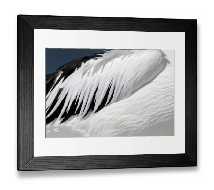 Framed Print : Close-up of an Australian Pelicans Wing (Pelecanus conspicillatus) Framed Print : Close-up of an Australian Pelicans Wing (Pelecanus conspicillatus)