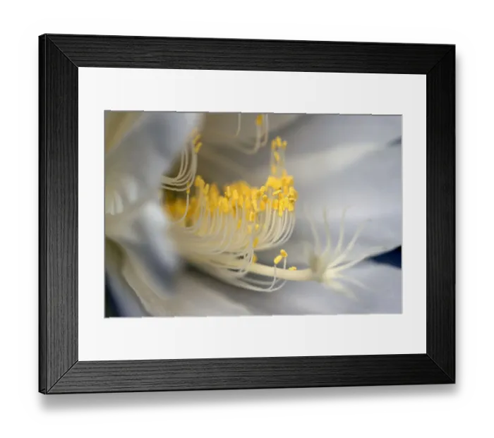 Framed Print : White flowering Orchid Cactus also known as Queen of the night Cactus Framed Print : White flowering Orchid Cactus also known as Queen of the night Cactus