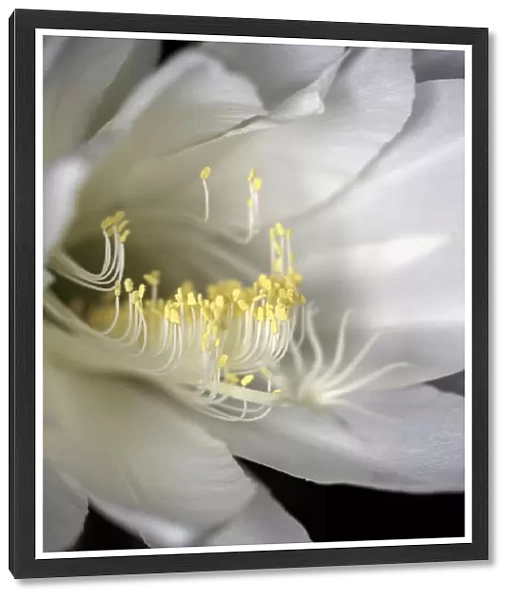White flowering Orchid Cactus also known as Queen of the night Cactus