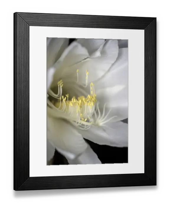Framed Print : White flowering Orchid Cactus also known as Queen of the night Cactus