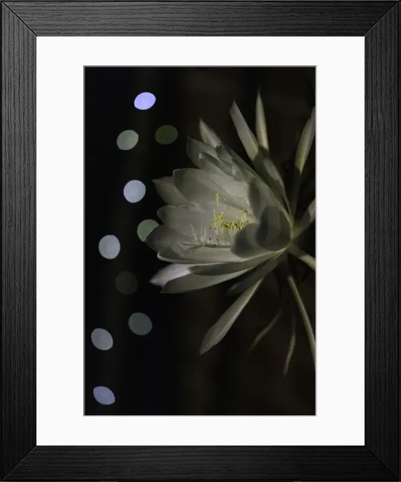Framed Print : White flowering Orchid Cactus also known as Queen of the night Cactus