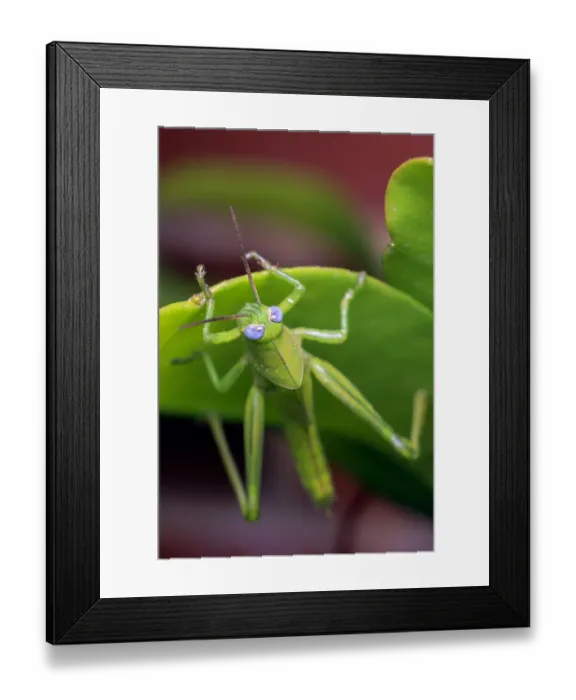 Framed Print : Green grasshopper with blue eyes on a green leaf Framed Print : Green grasshopper with blue eyes on a green leaf