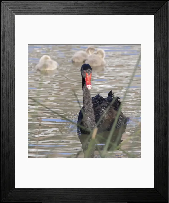 Framed Print : Black swan and cygnets (Cygnus Atratus) - Perth, Western Australia Framed Print : Black swan and cygnets (Cygnus Atratus) - Perth, Western Australia
