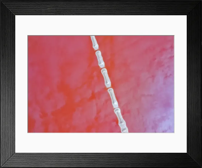 Framed Print : Aerial view over the stunning colourful lake at Hutt lagoon. Port Gregory, Western Australia Framed Print : Aerial view over the stunning colourful lake at Hutt lagoon. Port Gregory, Western Australia