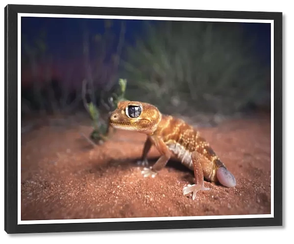 Wild smooth knob-tailed gecko (Nephrurus levis) with regenerated tail with spinifex and mallee background