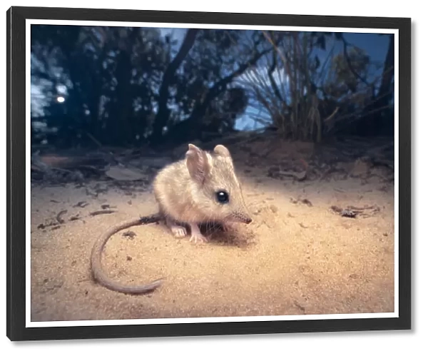 Portrait of a wild, threatened sandhill dunnart (Sminthopsis psammophila) from South Australia