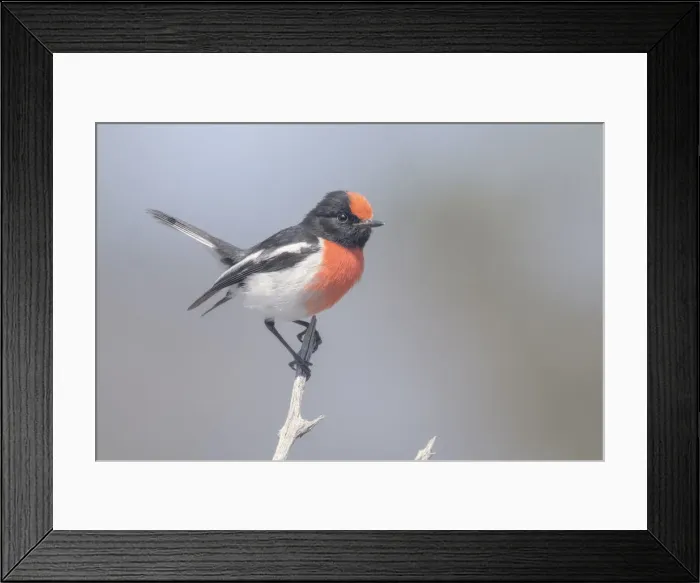 Framed Print : Wild red-capped robin (Petroica goodenovii) perched on branch