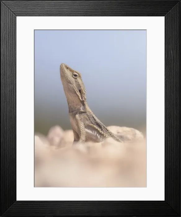 Framed Print : Portrait of a wild, dwarf bearded dragon (Pogona minor) from outback Australia