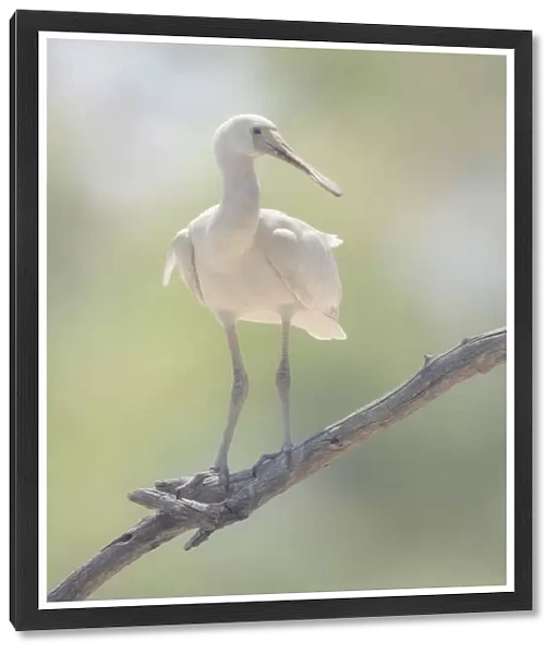 Wild, juvenile yellow-billed spoonbill (Platalea flavipes) perched on branch with blurred background