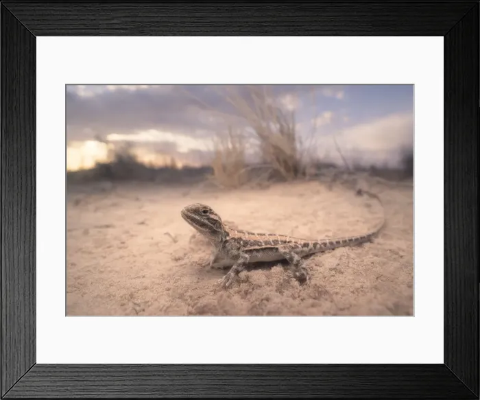 Framed Print : Wild painted dragon (Ctenophorus pictus) in sandy dunes at dusk