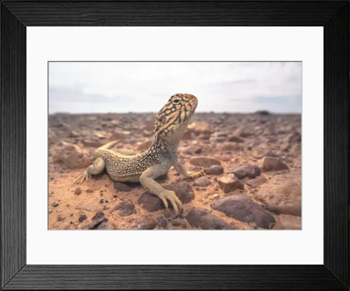 Framed Print : Portrait of a wild Central Netted Dragon (Ctenophorus nuchalis) from stony, gibber plains of inland Australia