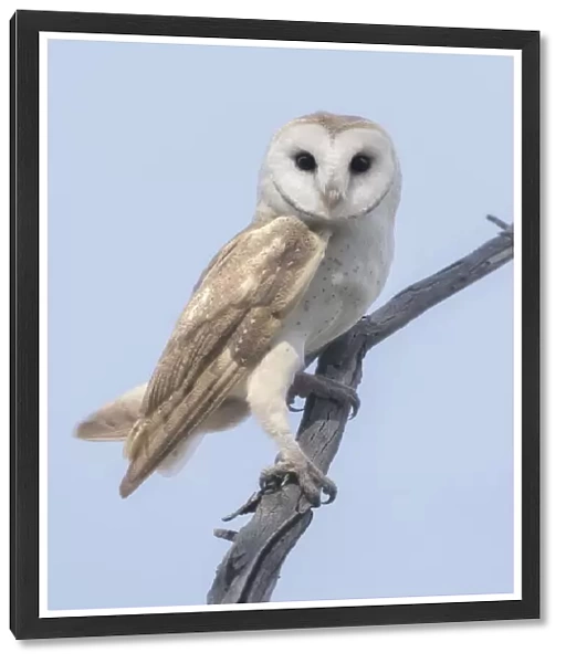 Portrait of a wild barn owl (Tyto alba) perched on a branch during daylight