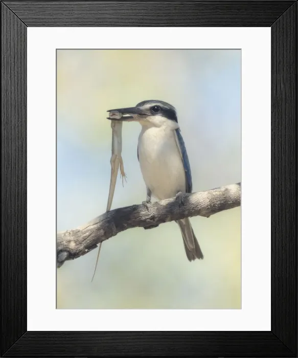Framed Print : Wild red-backed kingfisher (Todiramphus pyrrhopygius) perched on branch with a ctenotus skink prey item in its mouth