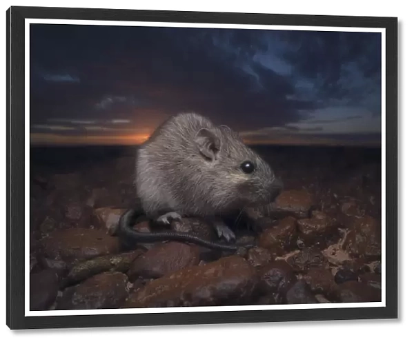Portrait of a wild long-haired rat (Rattus villosissimus), otherwise known as the plague rat, on gibber plain in central Australia