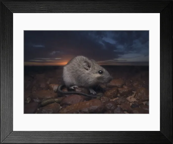 Framed Print : Portrait of a wild long-haired rat (Rattus villosissimus), otherwise known as the plague rat, on gibber plain in central Australia